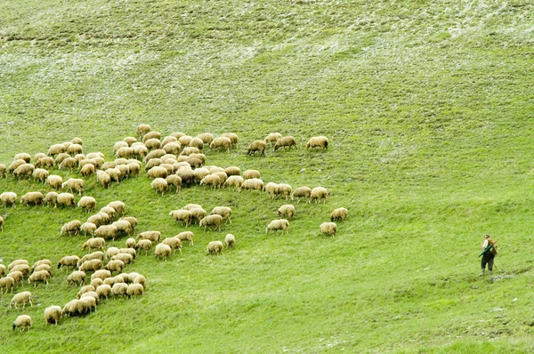 Κοπάδι πρόβατα, Μάλα Fatra, ενώ, Σλοβακία — Φωτογραφία Αρχείου