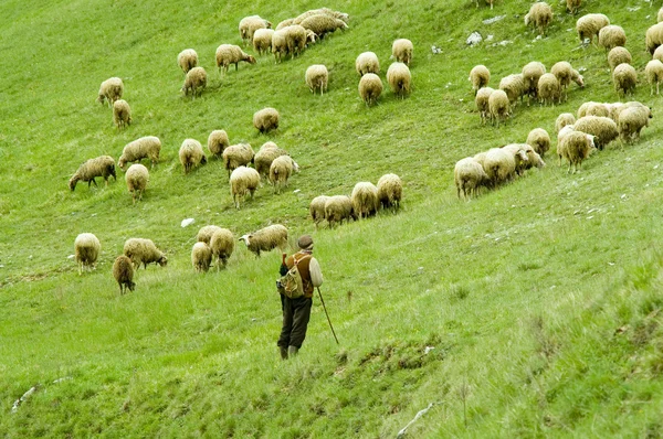 Rebaño de ovejas, Mala Fatra, Eslovaquia —  Fotos de Stock