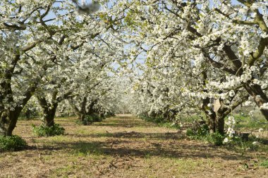 primavera