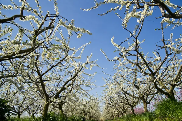 Bahar — Stok fotoğraf