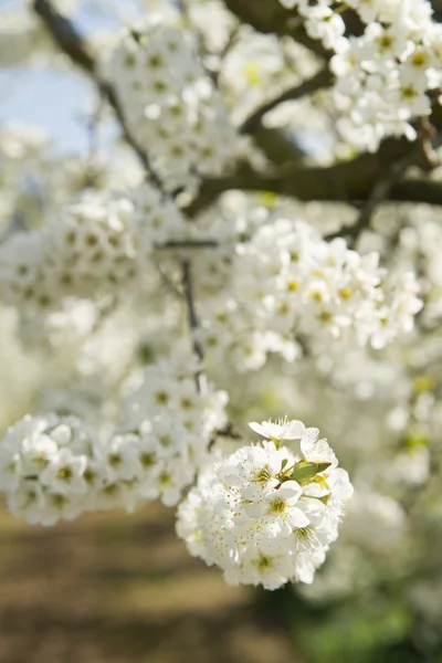 Een bloeiende tak van appel boom in de voorjaar — Stockfoto