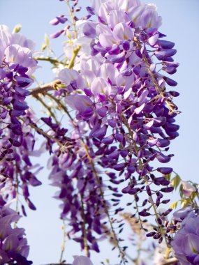 çiçek açan wisteria