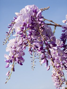 çiçek açan wisteria