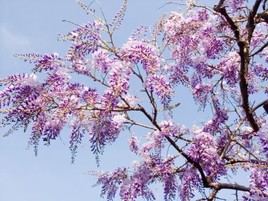 çiçek açan wisteria