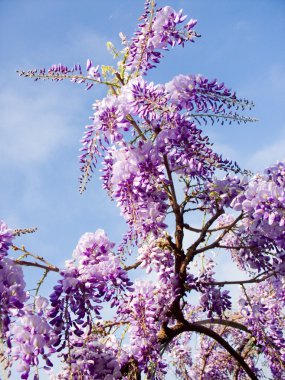 çiçek açan wisteria