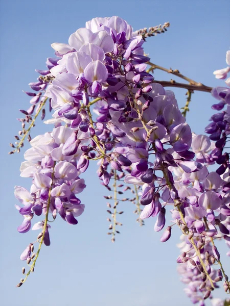 Kvetoucí wisteria — Stock fotografie