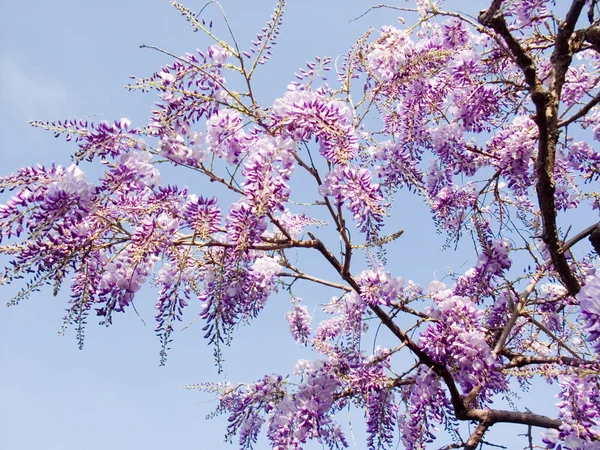 Blooming Wisteria — Stock Photo, Image