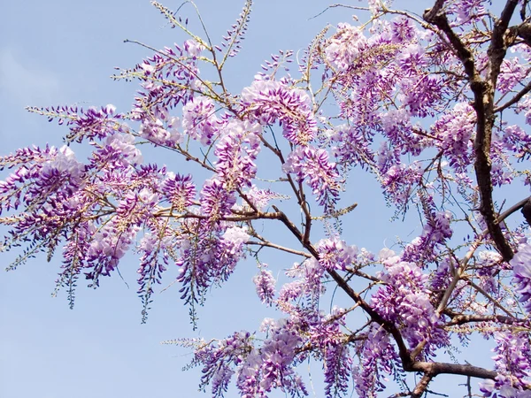 Wisteria floreciente —  Fotos de Stock