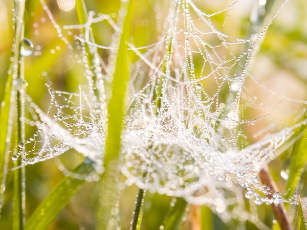 Spider web in a meadow on a foggy morning. — Stock Photo, Image