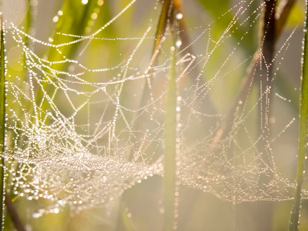 Spider web in a meadow on a foggy morning. — Stock Photo, Image
