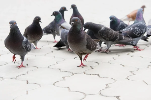 Pigeon on the ground — Stock Photo, Image