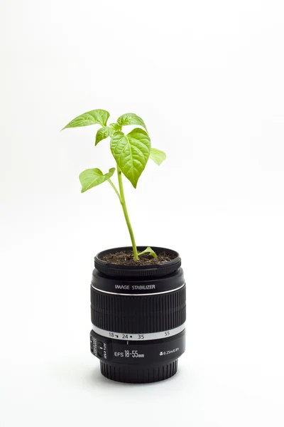 stock image Plant grows inside the camera lens