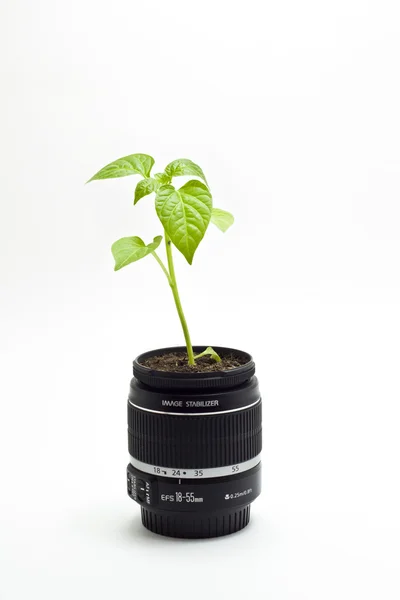 카메라 렌즈 안에 성장 하는 식물 — 스톡 사진