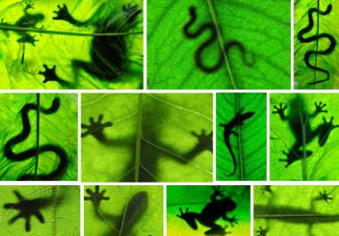 Collage of amphibian shadows clipart