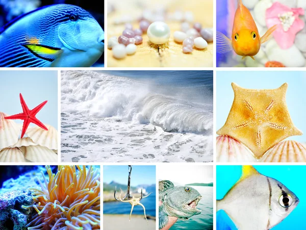 Koláž z mořského života koncept — Stock fotografie