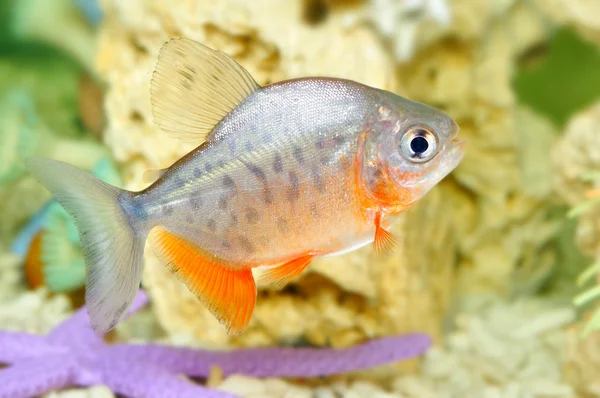 Piranha fish — Stock Photo, Image