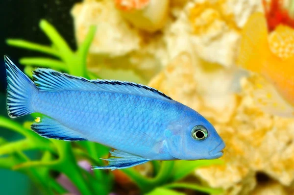 Aquarium fish — Stock Photo, Image