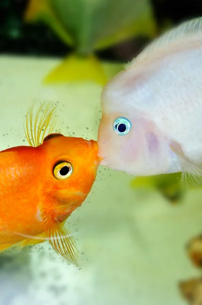 stock image Parrot fish