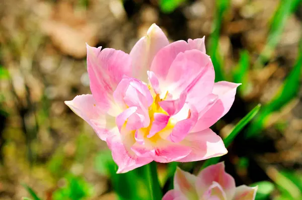 Tulipán de primavera —  Fotos de Stock
