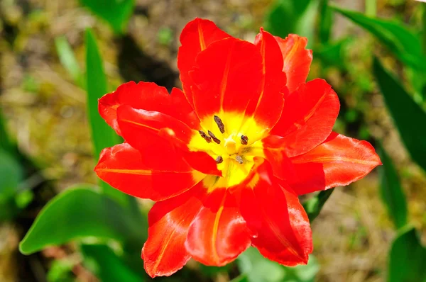 Spring tulip — Stock Photo, Image