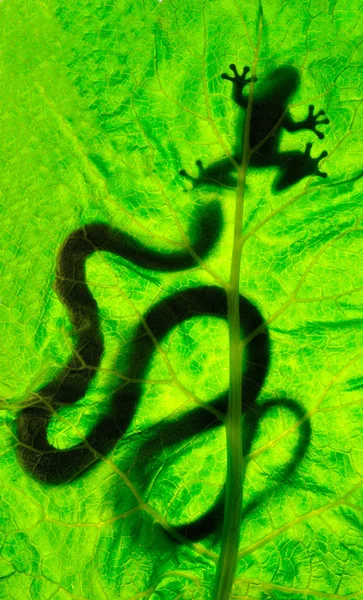 Schlange jagt Frosch auf einem grünen Blatt — Stockfoto