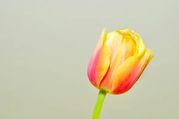 Tulipa da primavera — Fotografia de Stock