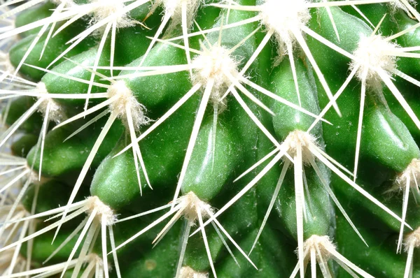 Arany hordó kaktusz — Stock Fotó