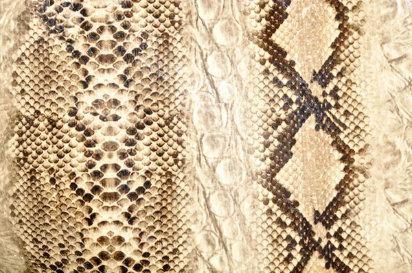 Pelle di serpente, rettile — Foto Stock