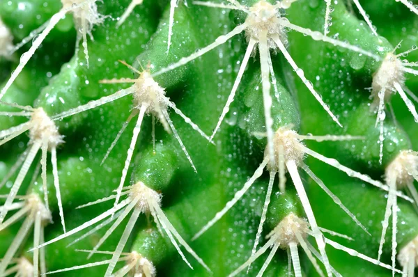 Closeup of Golden Barrel Cactus — Stock Photo, Image