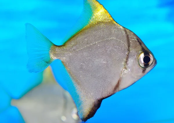 Colorful fish — Stock Photo, Image