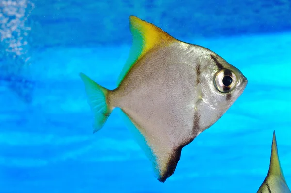 カラフルな魚 — ストック写真
