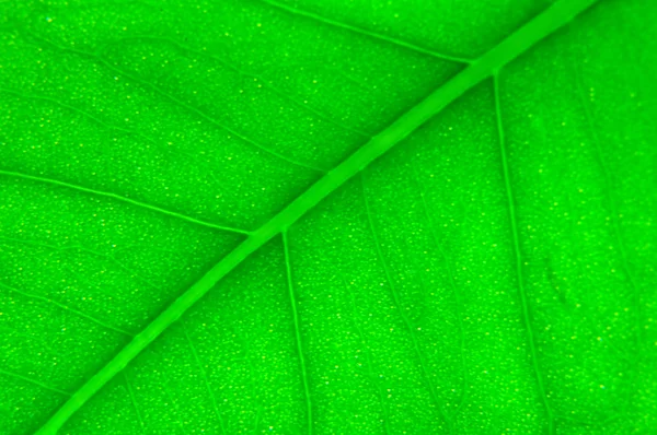 Green leaf — Stock Photo, Image