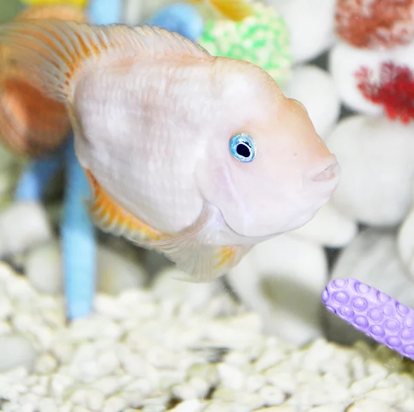 Peixe branco com olhos azuis — Fotografia de Stock