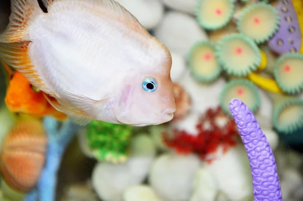 White fish with blue eyes — Stock Photo, Image