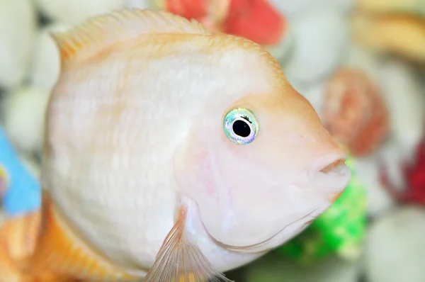 Peixe branco com olhos azuis — Fotografia de Stock