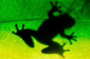 Frog resting on a leaf clipart