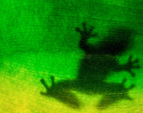 休息的叶上的青蛙 — 图库照片