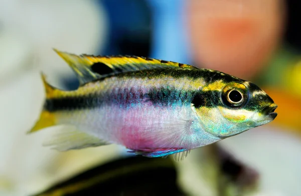 Peixes de aquário — Fotografia de Stock