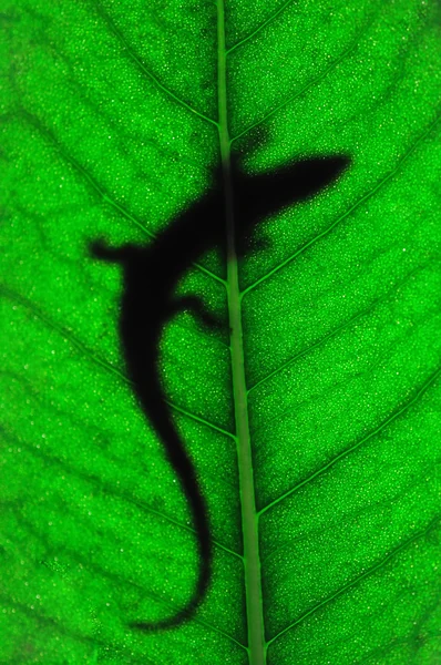 Lizard on a leaf — Stock Photo, Image