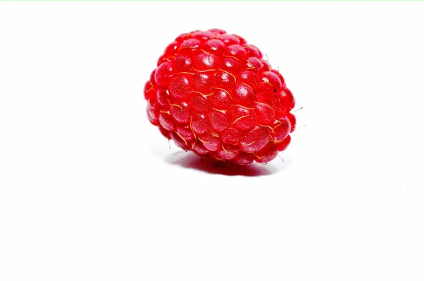 Red raspberry on white — Stock Photo, Image