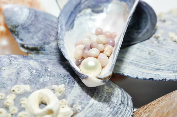 Image placer des perles dans une coquille sur les cailloux . — Photo