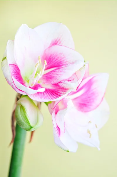 Flor rosa —  Fotos de Stock