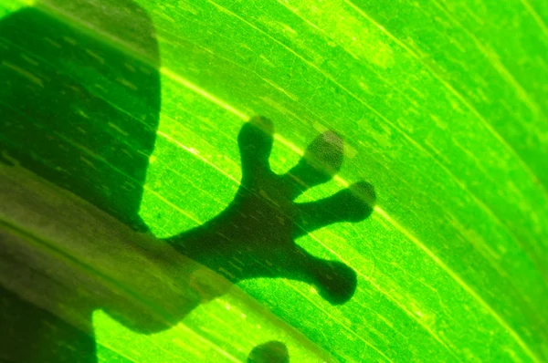 Bir yaprak üzerinde dinlenme kurbağa — Stok fotoğraf