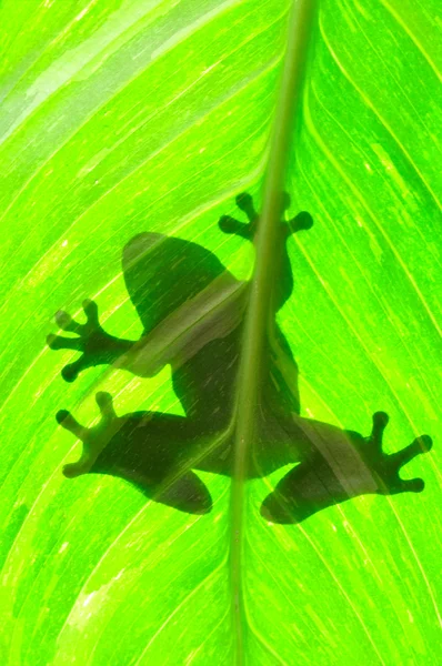 stock image Frog resting on a leaf