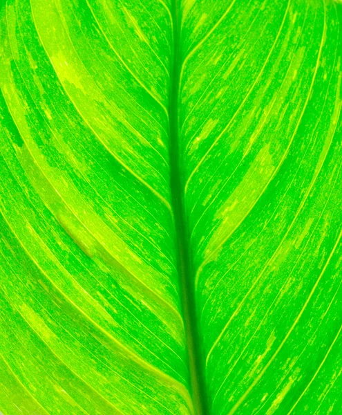 Vihreä lehti — kuvapankkivalokuva