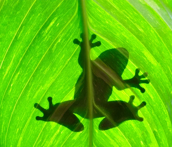Bir yaprak üzerinde dinlenme kurbağa Telifsiz Stok Fotoğraflar