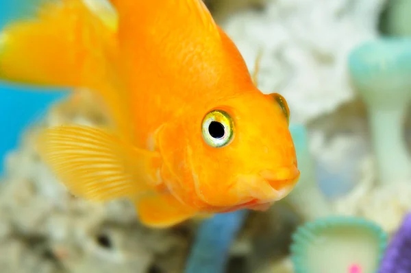 Parrot fish — Stock Photo, Image