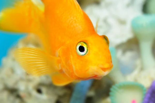 stock image Parrot fish