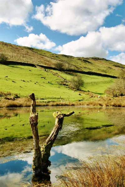 Tocón del árbol reflejado en el lago escénico — Foto de Stock