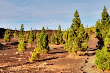 Pine trees on the edge of Teide National park, Tenerife clipart